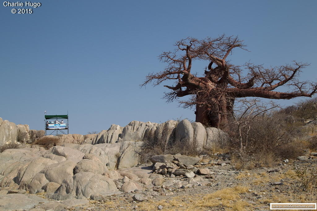RfR Kubu Island 2015 CP5O6074 resize