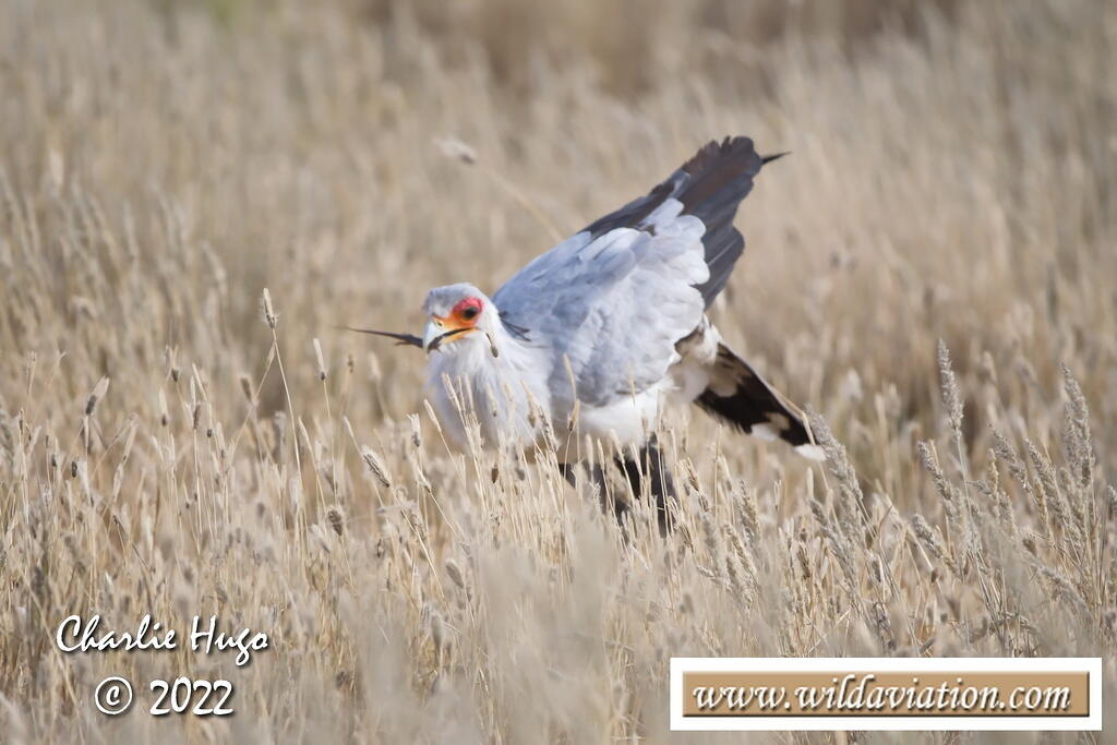 Kgalagadi 2022 CP5O6755