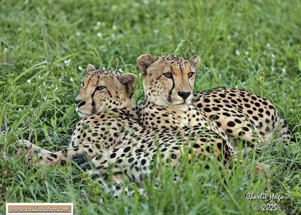 KNP Dec 2025 029A3108