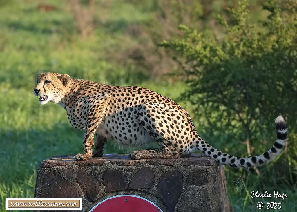 KNP Dec 2025 029A3181