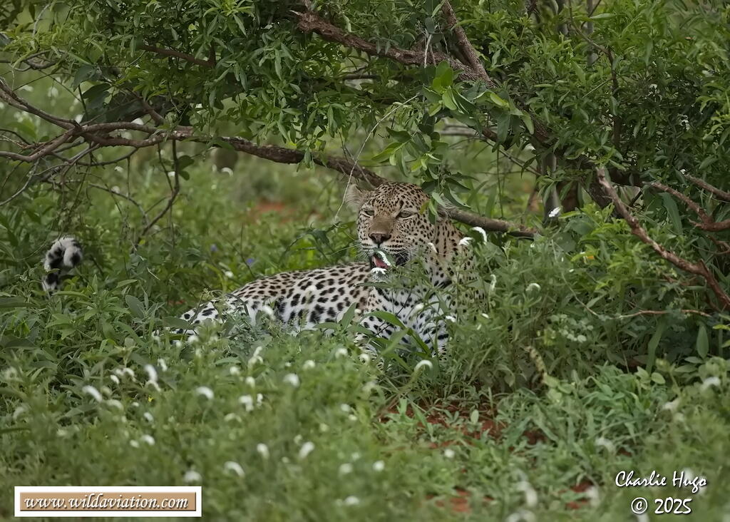 KNP Dec 2025 029A3517