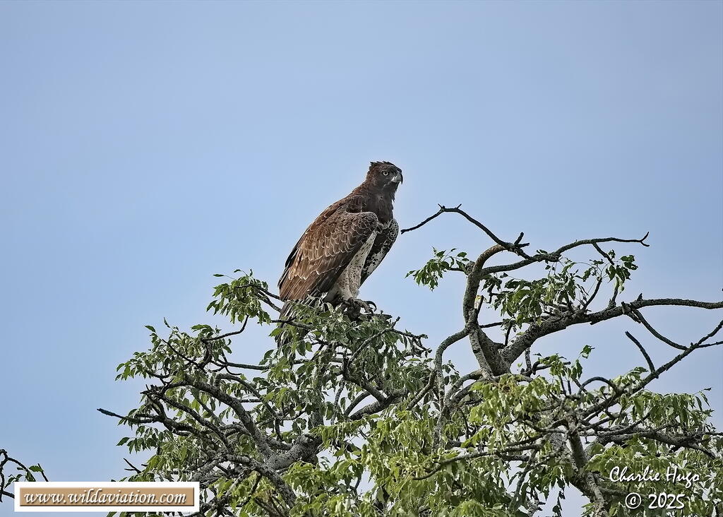 KNP Dec 2025 029A3611