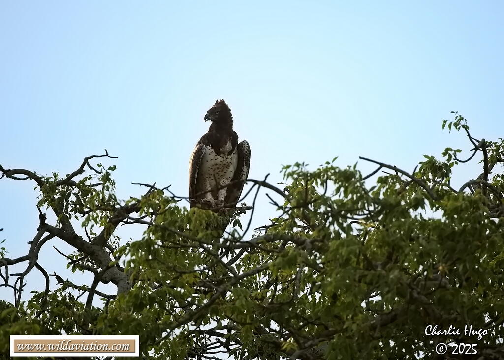 KNP Dec 2025 029A3650