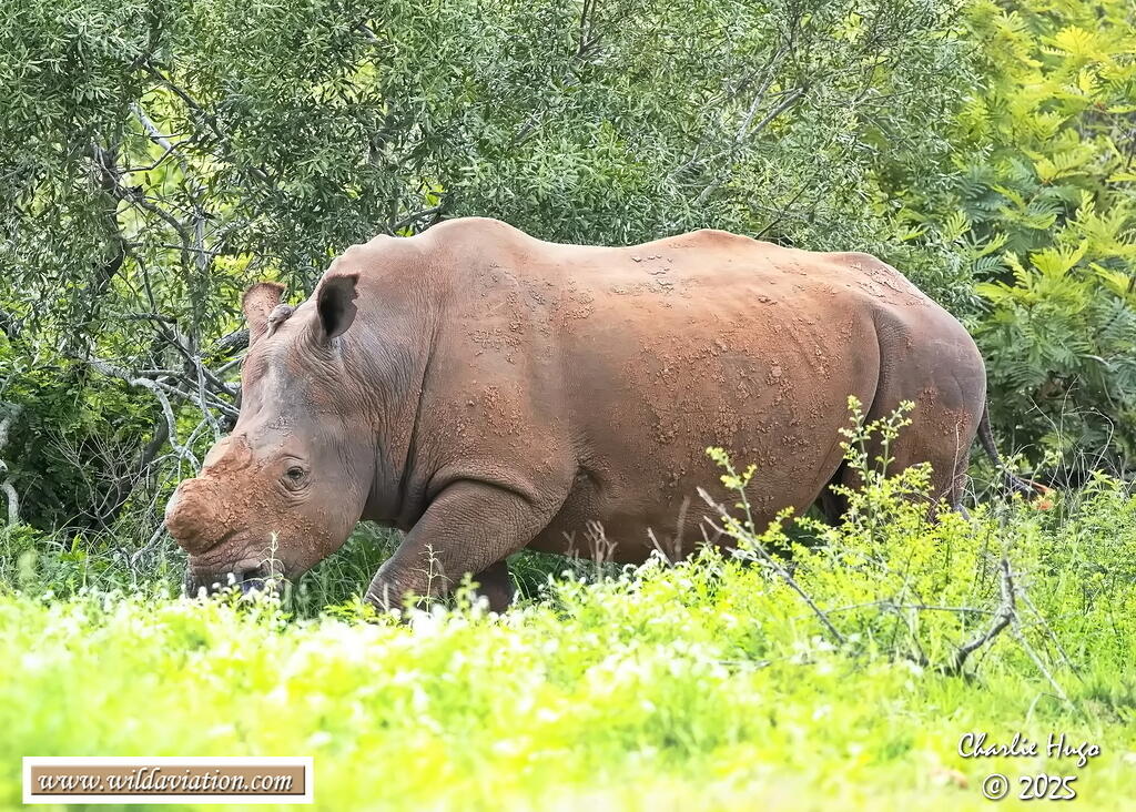 KNP Dec 2025 029A3835