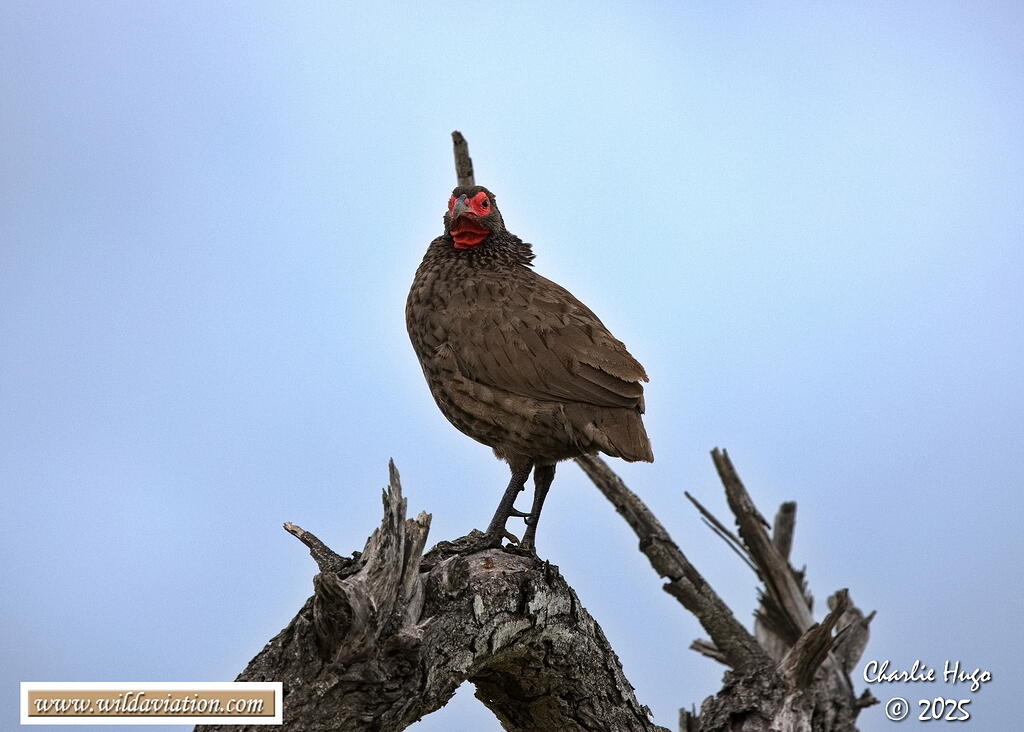 KNP Dec 2025 029A3870