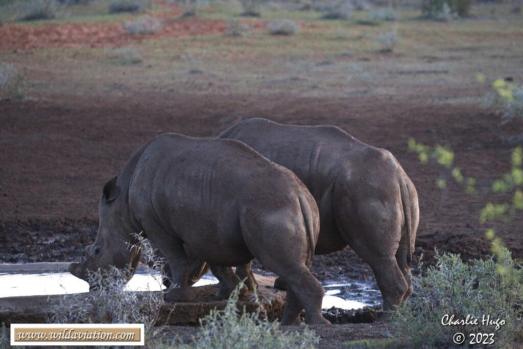 Mokala 2023 3B6A1251