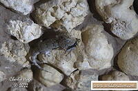 Kgalagadi 2022 CP5O8364