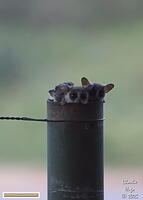 KNP Dec 2025 029A2988