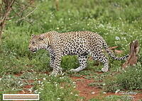 KNP Dec 2025 029A3521