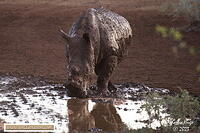 Mokala 2023 3B6A1083