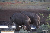 Mokala 2023 3B6A1251