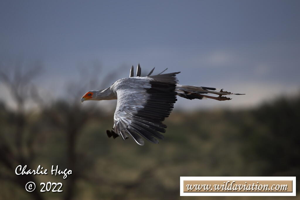 Kgalagadi 2022 AK7Z3185
