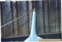 tailantennapost